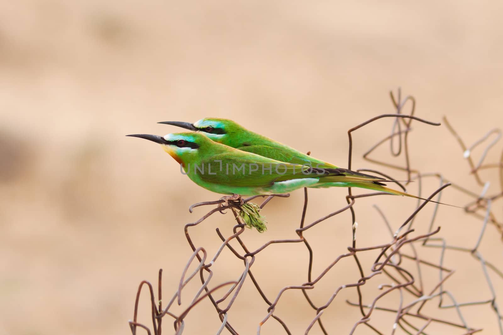 Beautiful pair of green bee-eaters by snipe