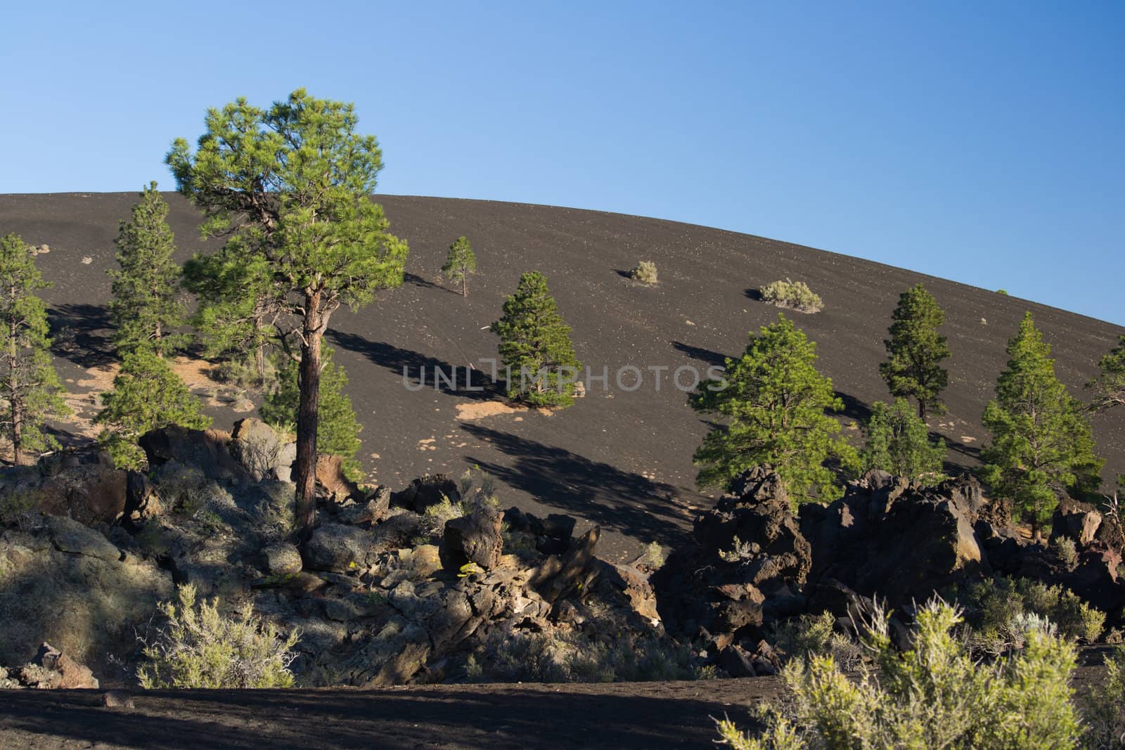 The black cinder from the volcano created a stark background for the pine trees growing on the stony soil.