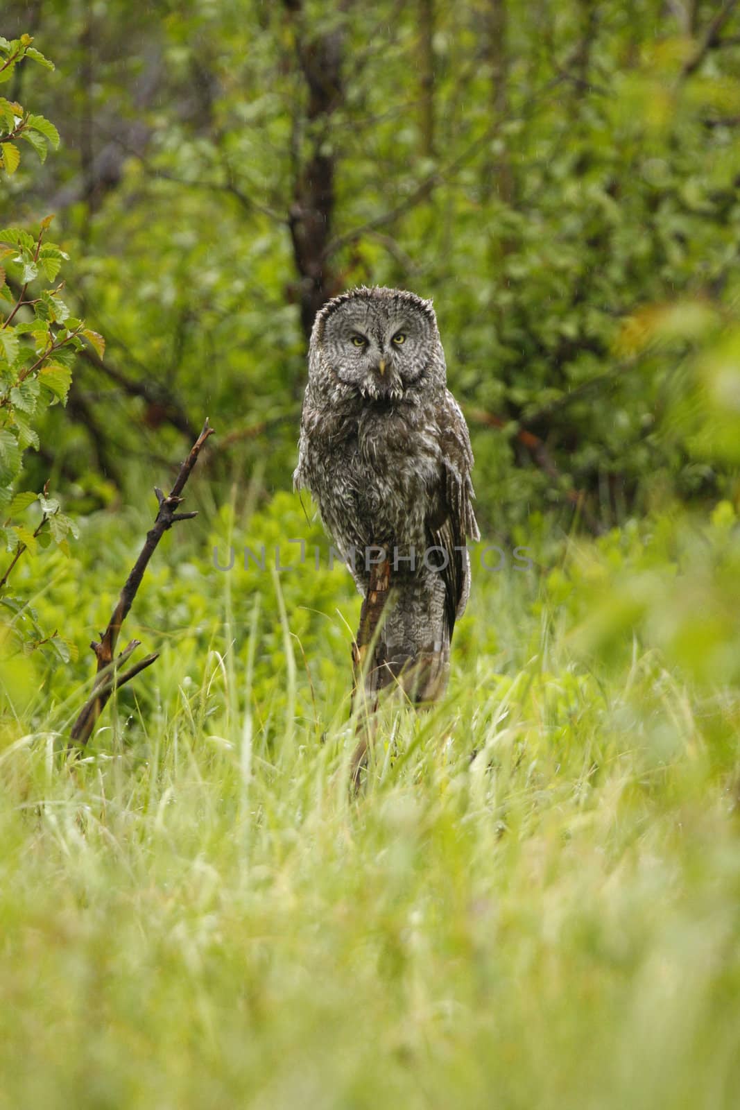 Great Gray Owl (Strix nebulosa)