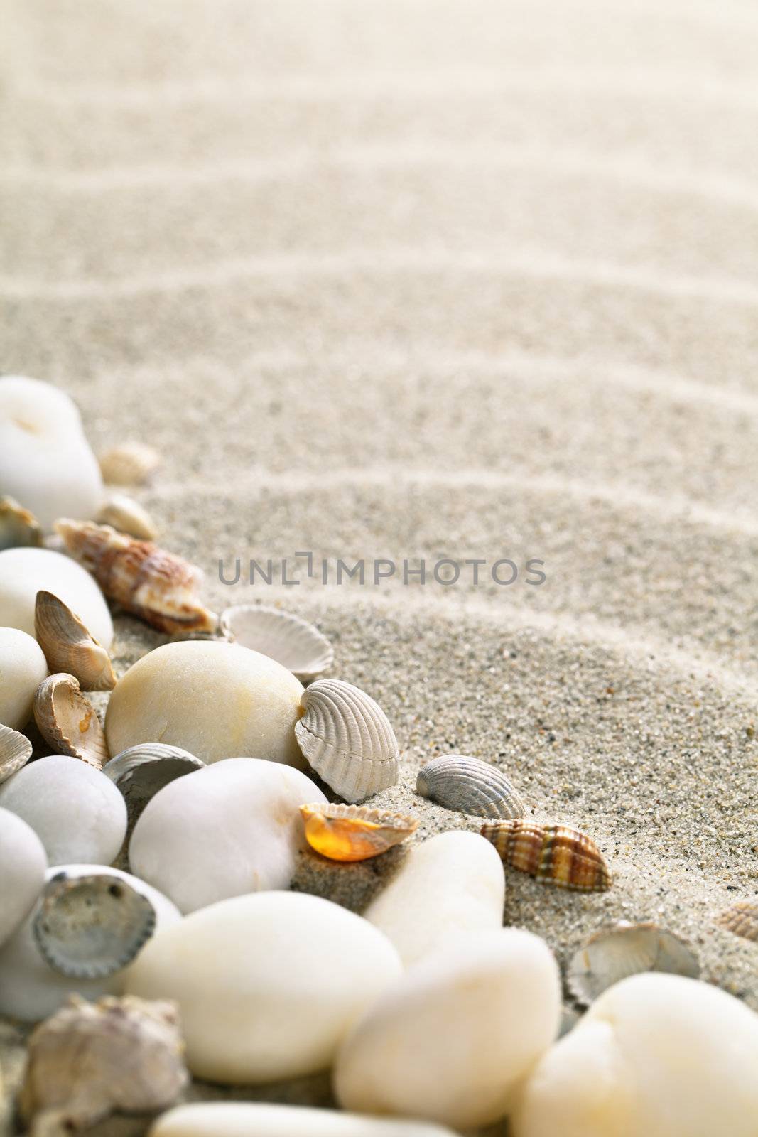 Sand with shells and stones. Beach composition with copy space
