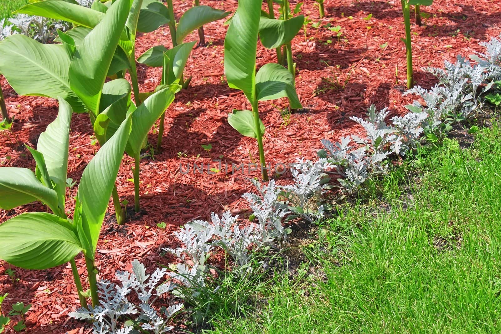 Detail of flowerbeds. The soil under the plants covered with sawdust colored in red