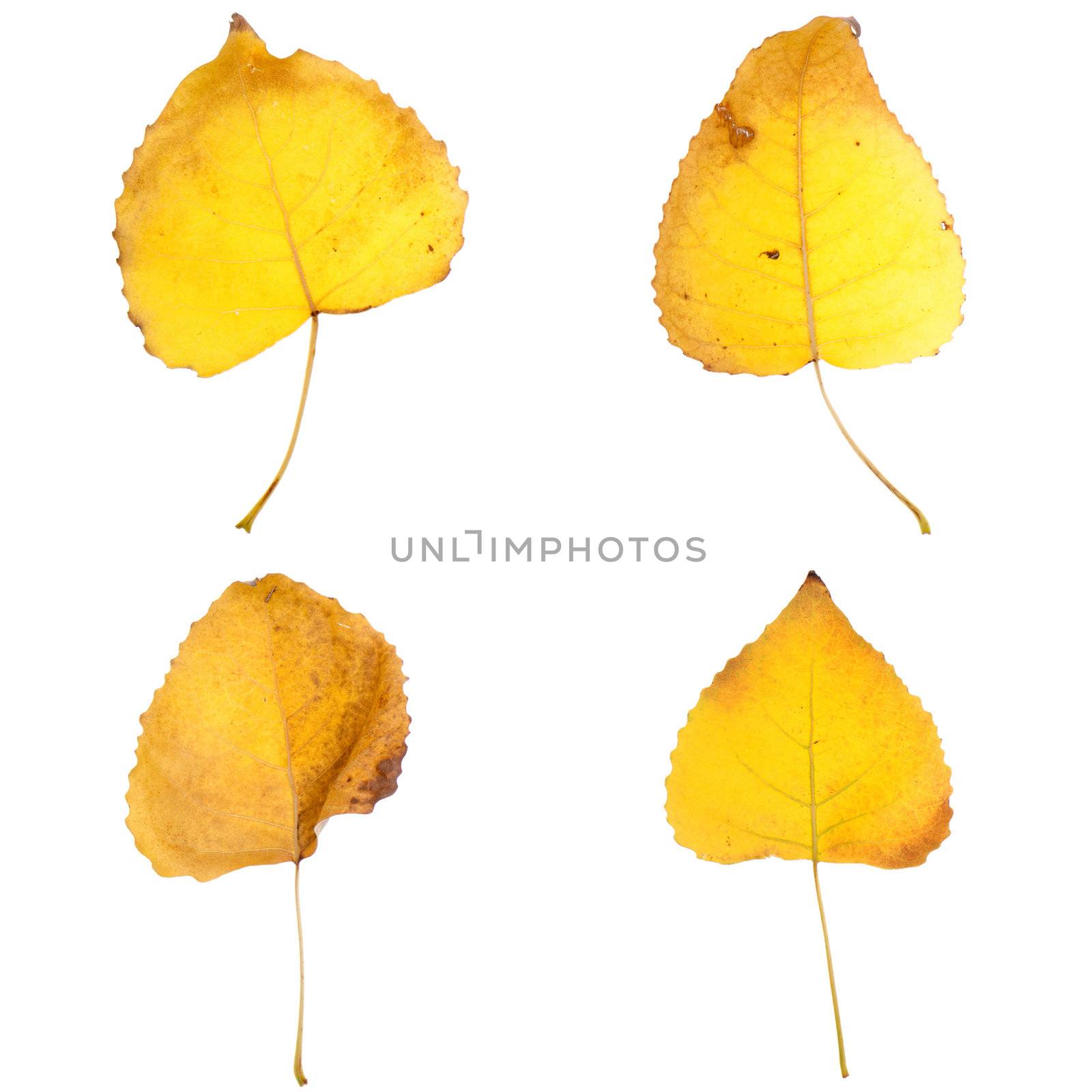 Four fall leaves isolated on white background.