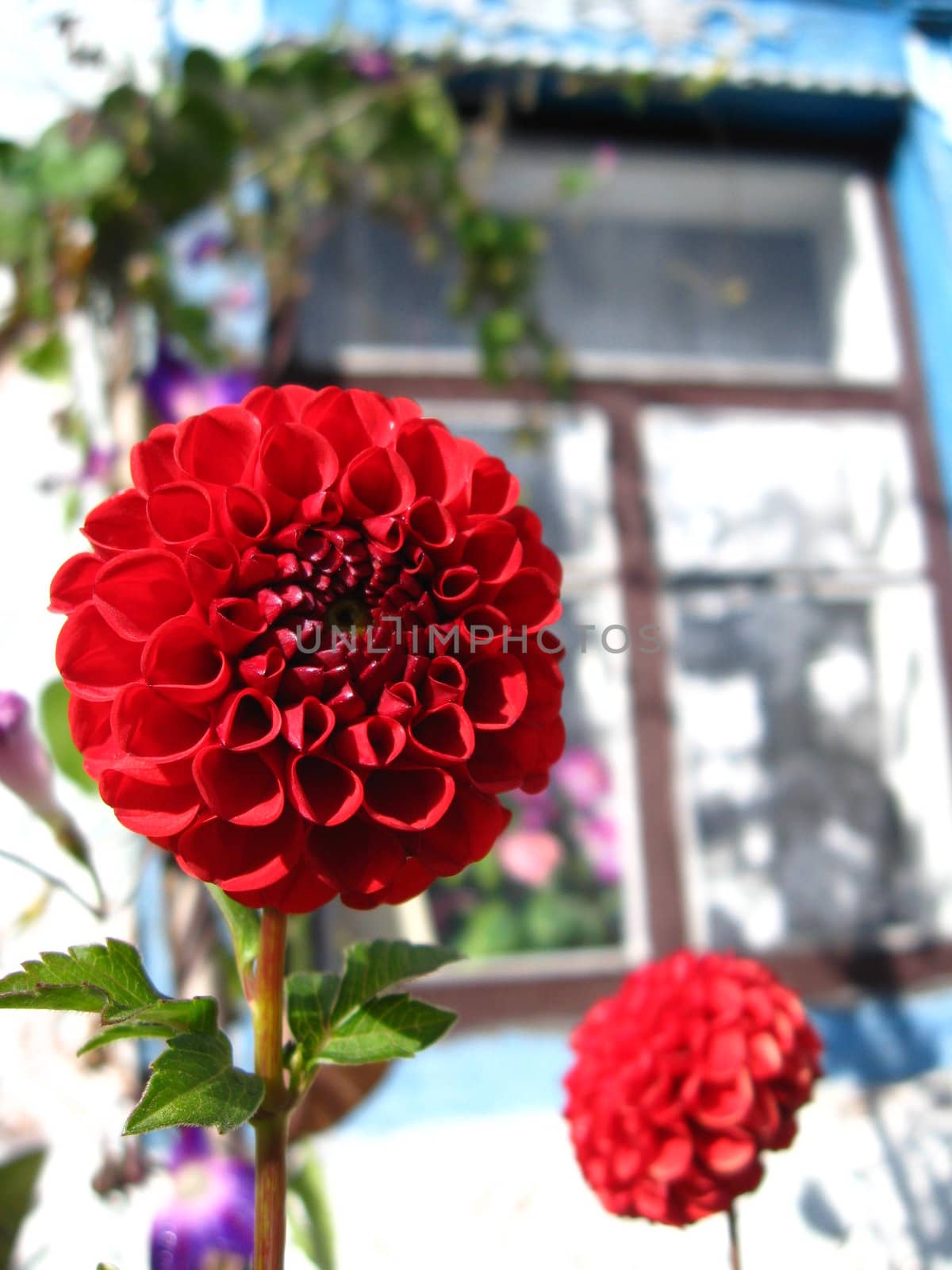 beautiful flower of red dahlia near the window