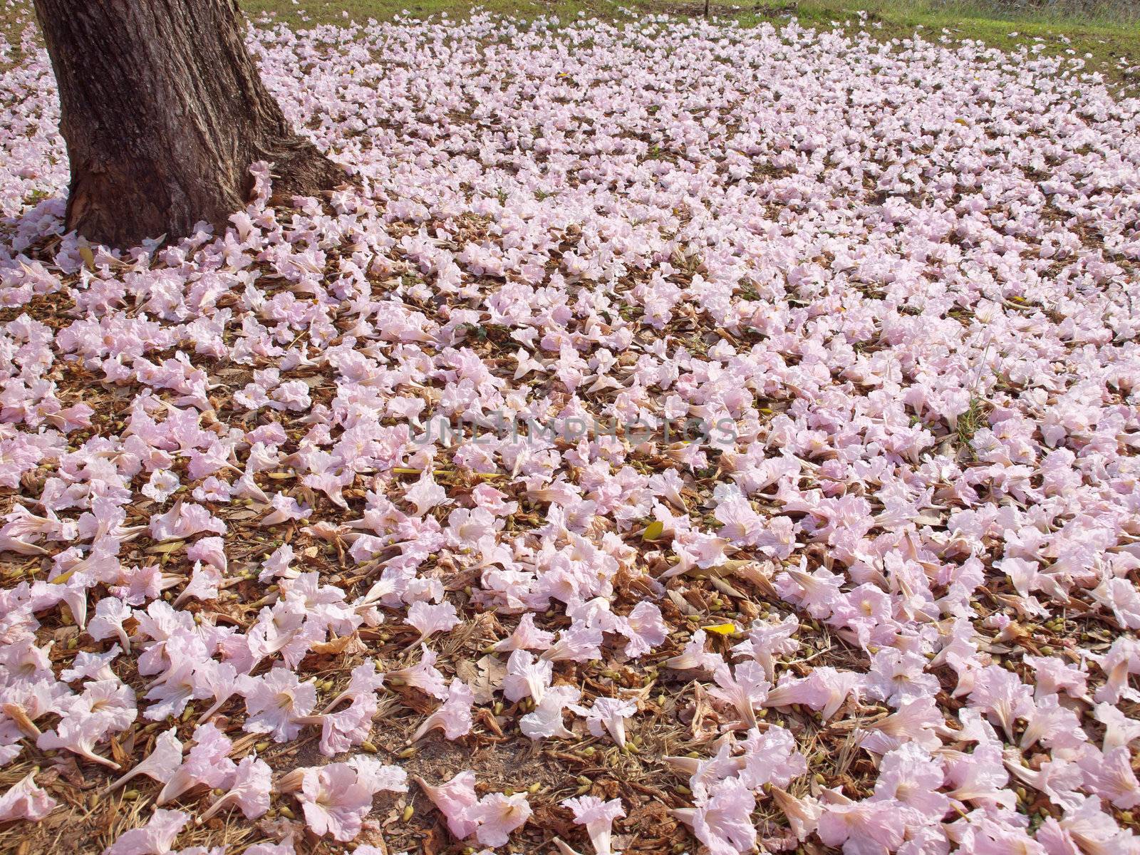 Flower of pink trumpet tree falling on ground(Tabebuia rosea, Family Bignoniaceae, common name Pink trumpet tree, Rosy trumpet tree, Pink Poui, Pink Tecoma)