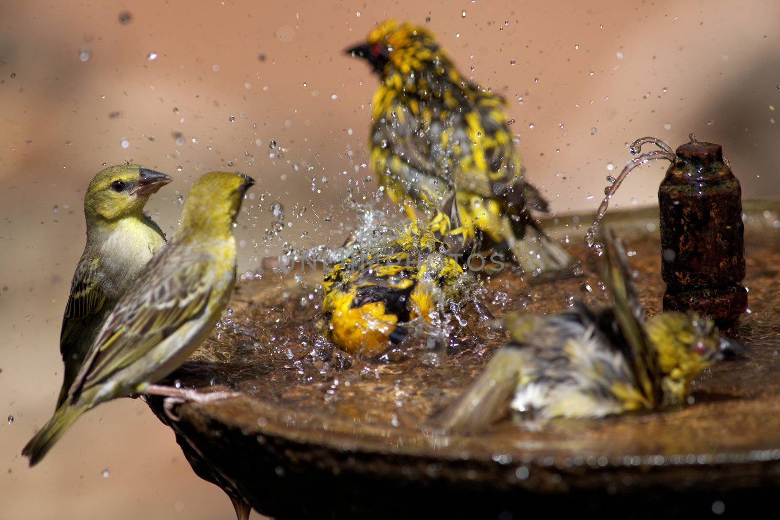 Wild birds splashing in a bird bath by Farina6000