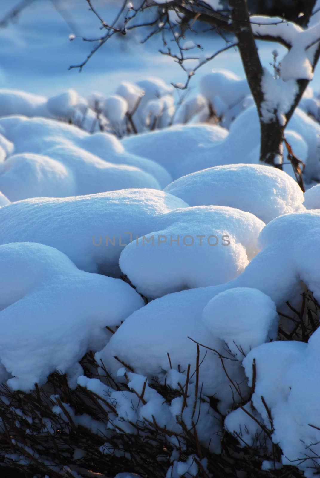 Snow on bushes by ljusnan69