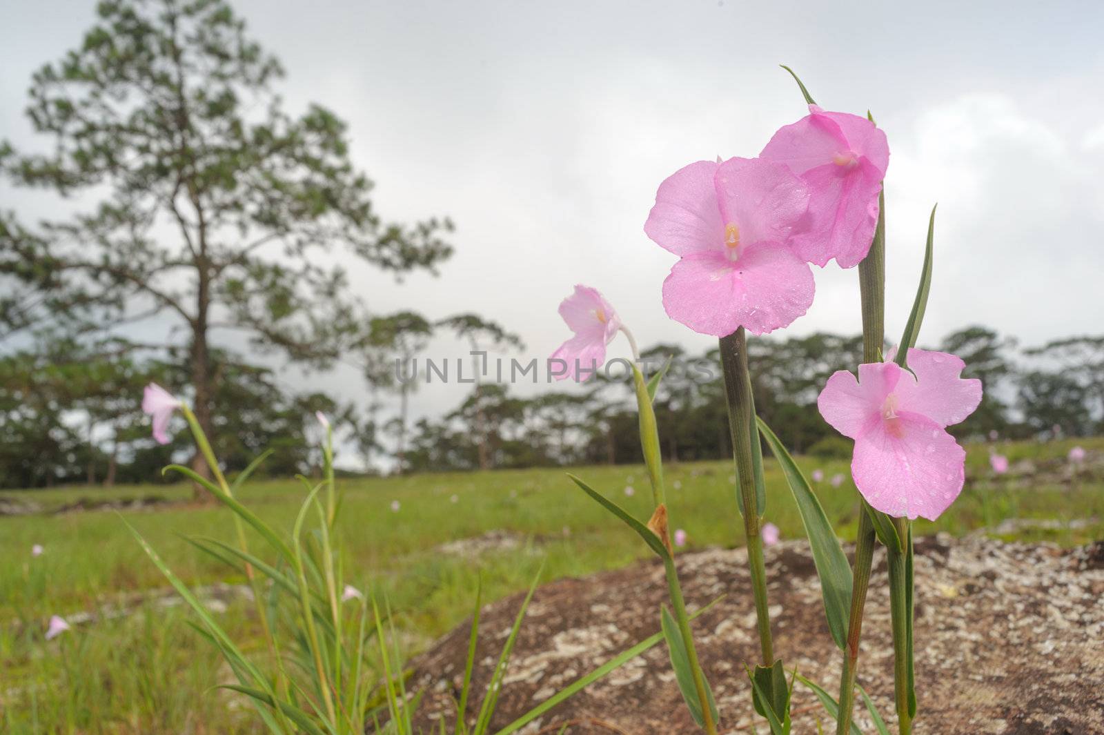 Wildflowers pink field of Caulokaempferia Laosica  in National P by ngungfoto