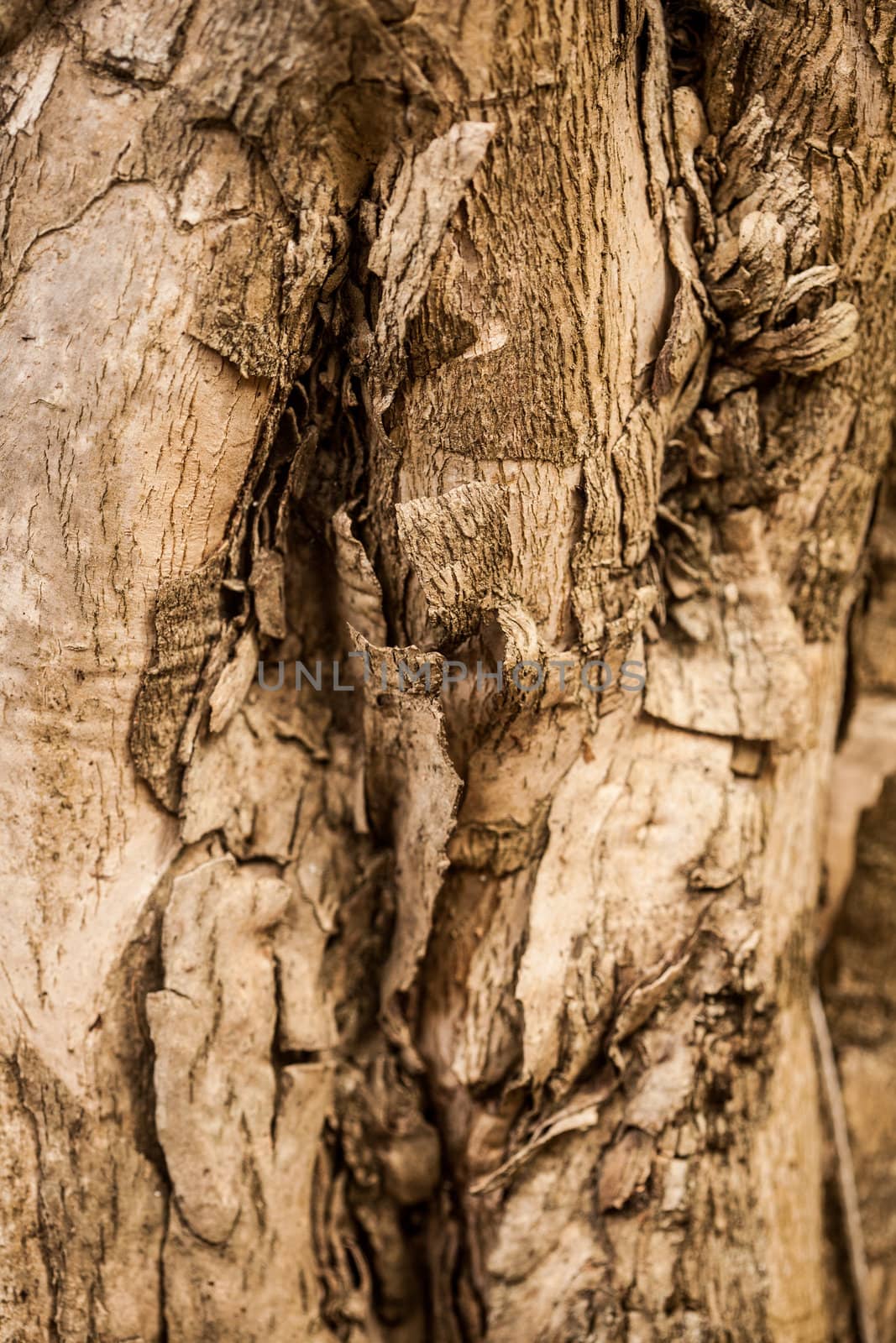 A close-up image of a tree bark texture backgroud. Check out other textures in my portfolio.