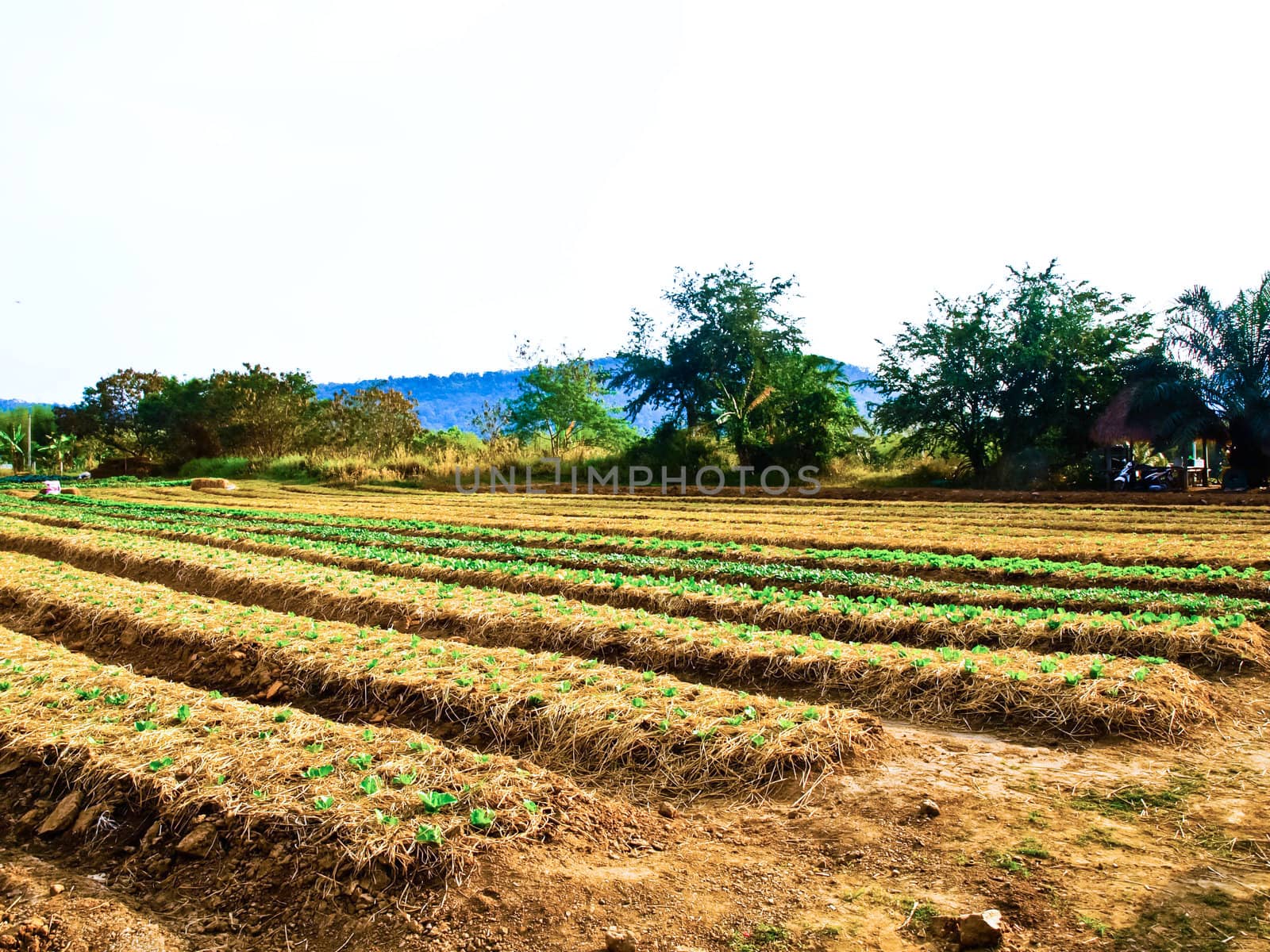 Agricultural industry. Growing vegetable on field in Nakorn Rtchasima, Thailand