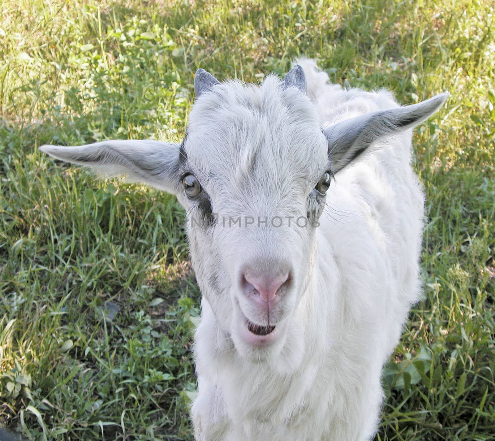 young white sawhorse with clear eye shows baby curiosity