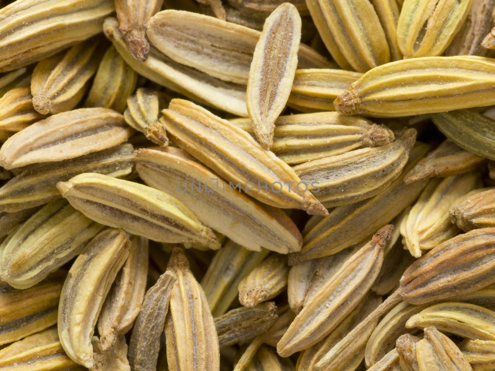 close up of fennel seeds food background