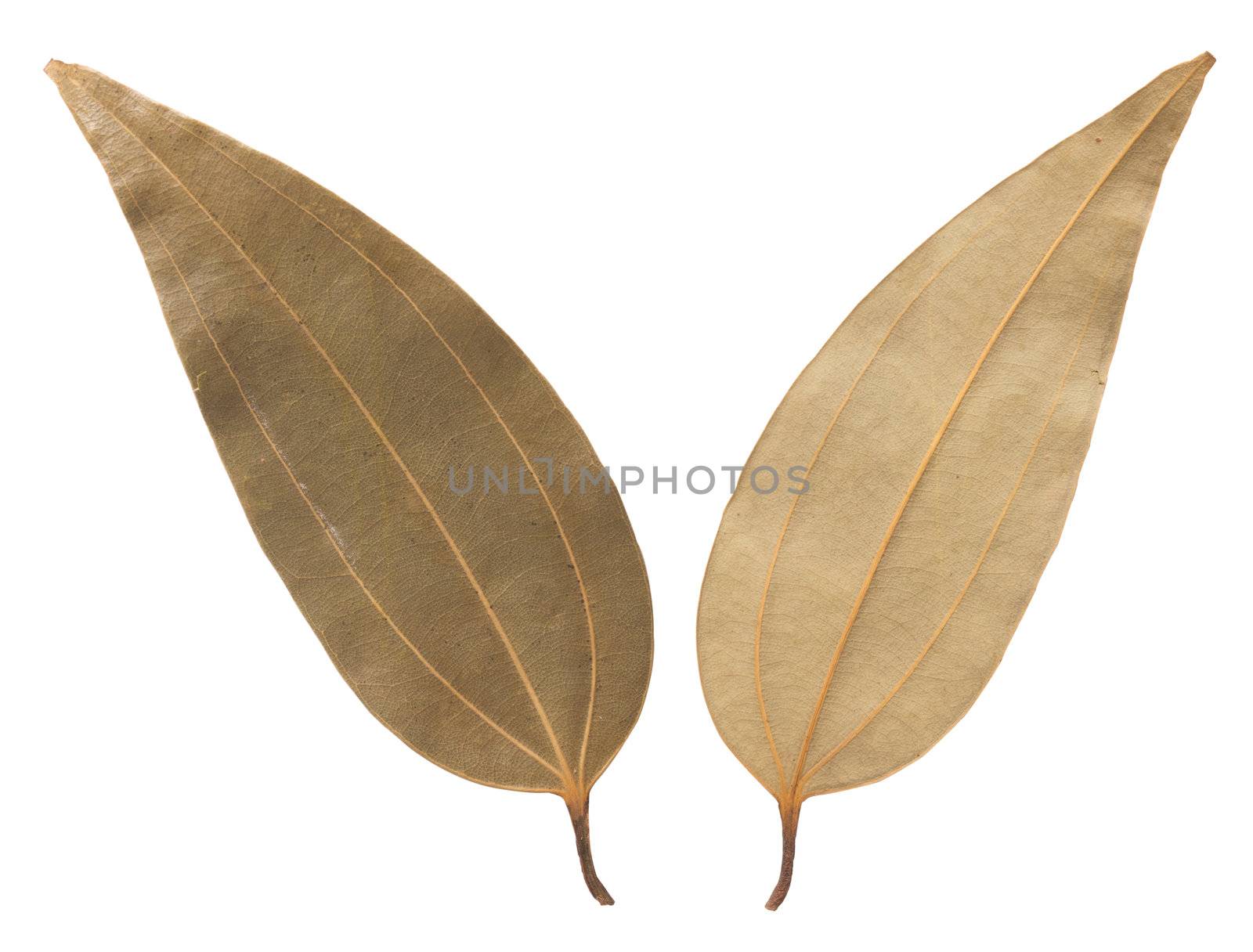 close up of bay leaves isolated on white