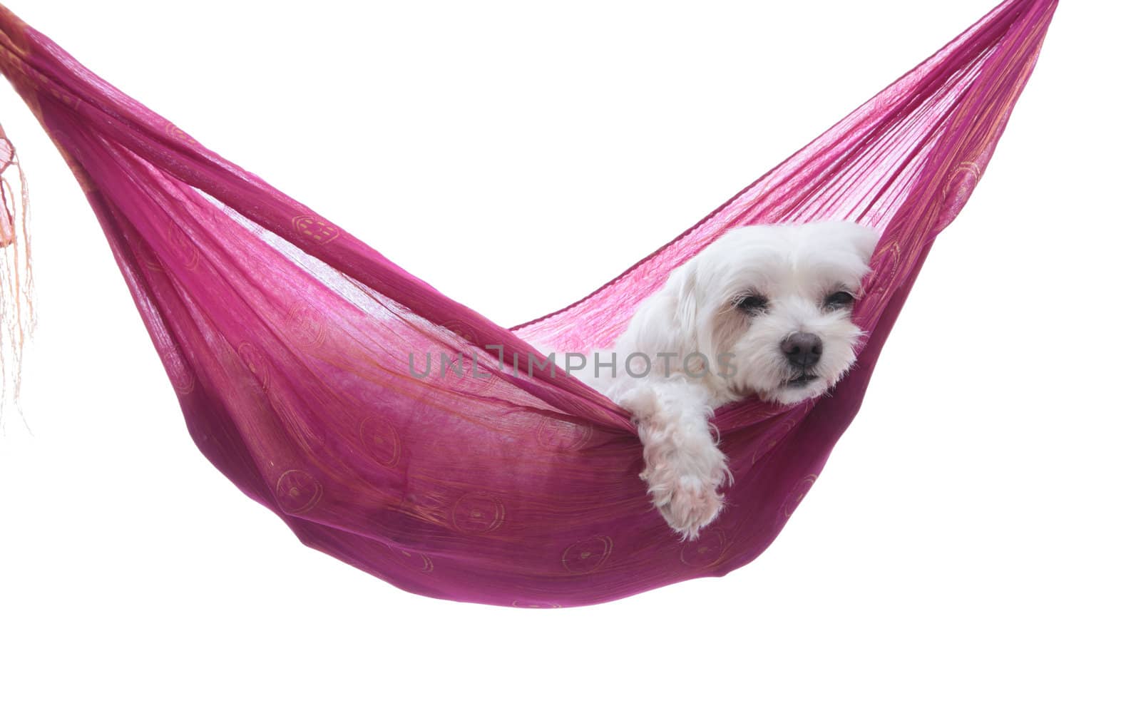 A maltese puppy dog  resting comfortablly in a hammock sling.  White background