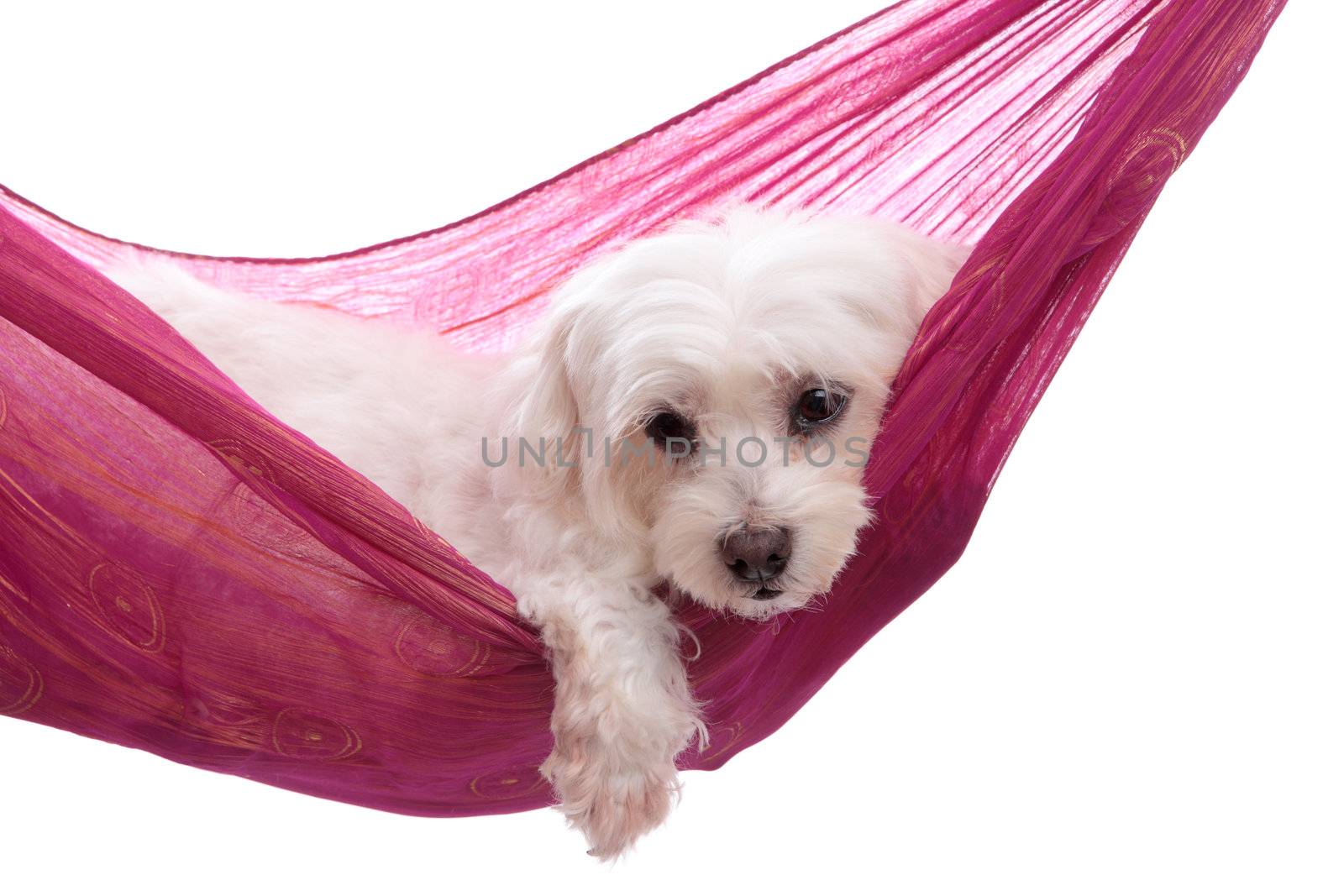 Pampered puppy lying in hammock by lovleah