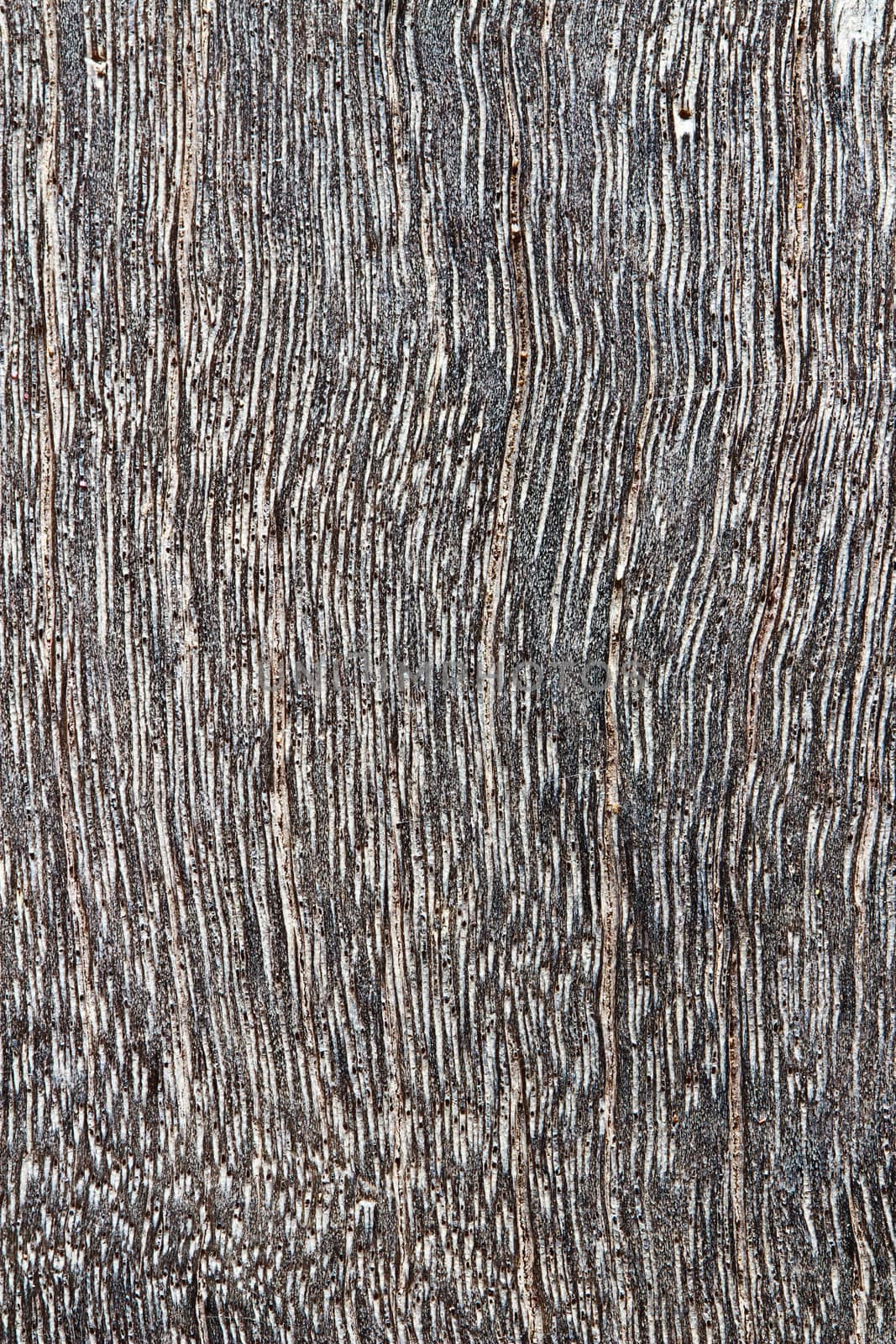 Wood texture , closes – up .