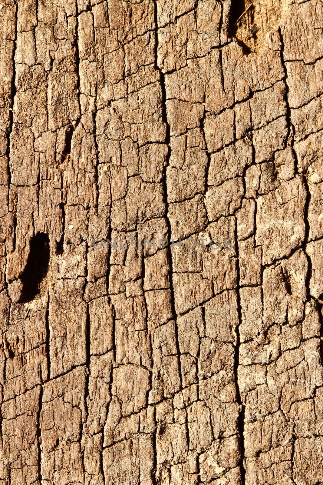 Old wood texture , closes – up .