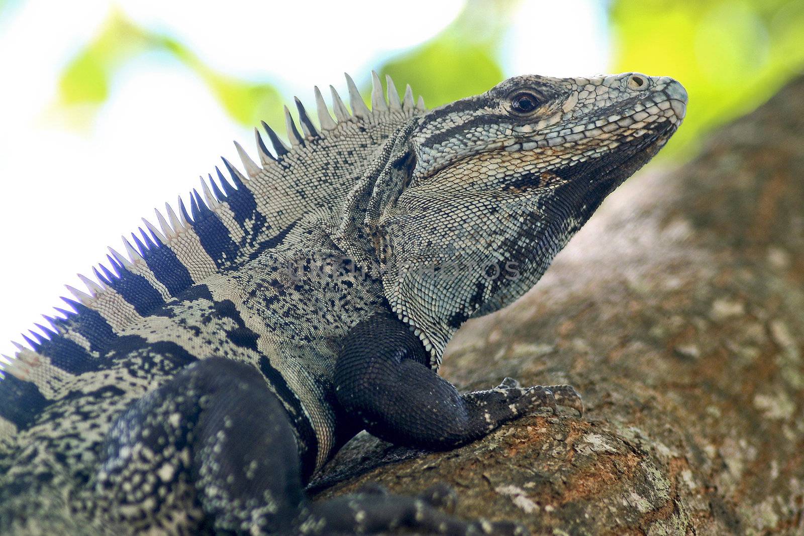 A grey iguana is sitting on a branch.