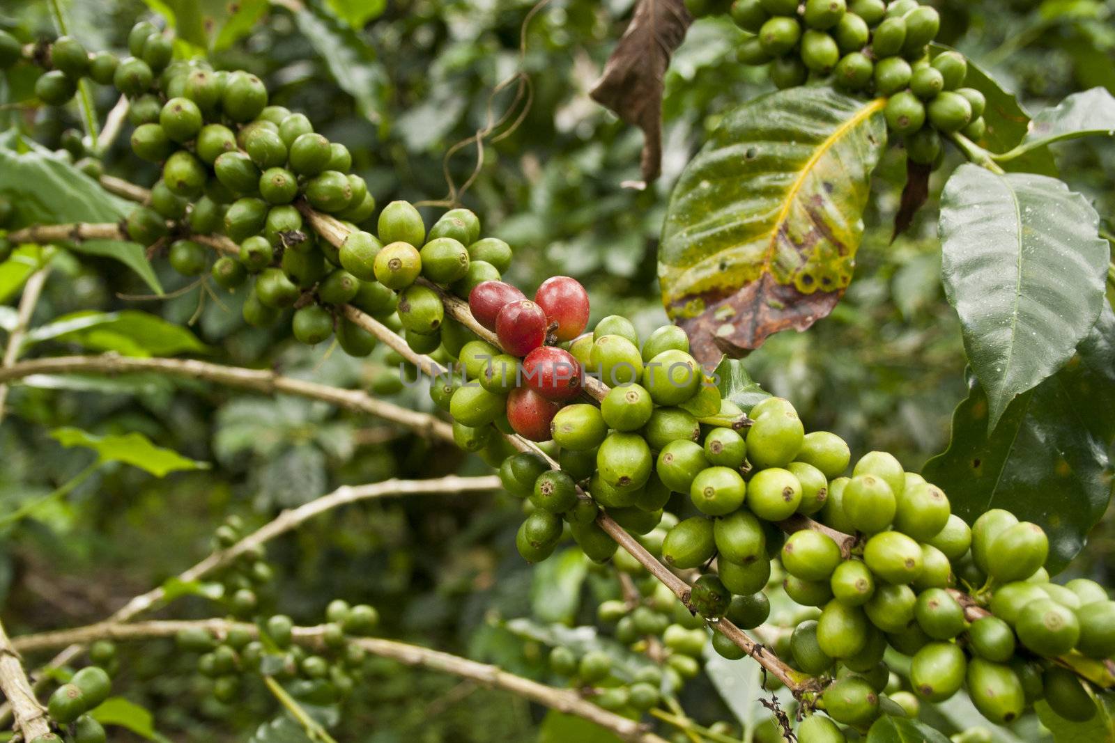 Ripe coffee beans hanging on a branch.