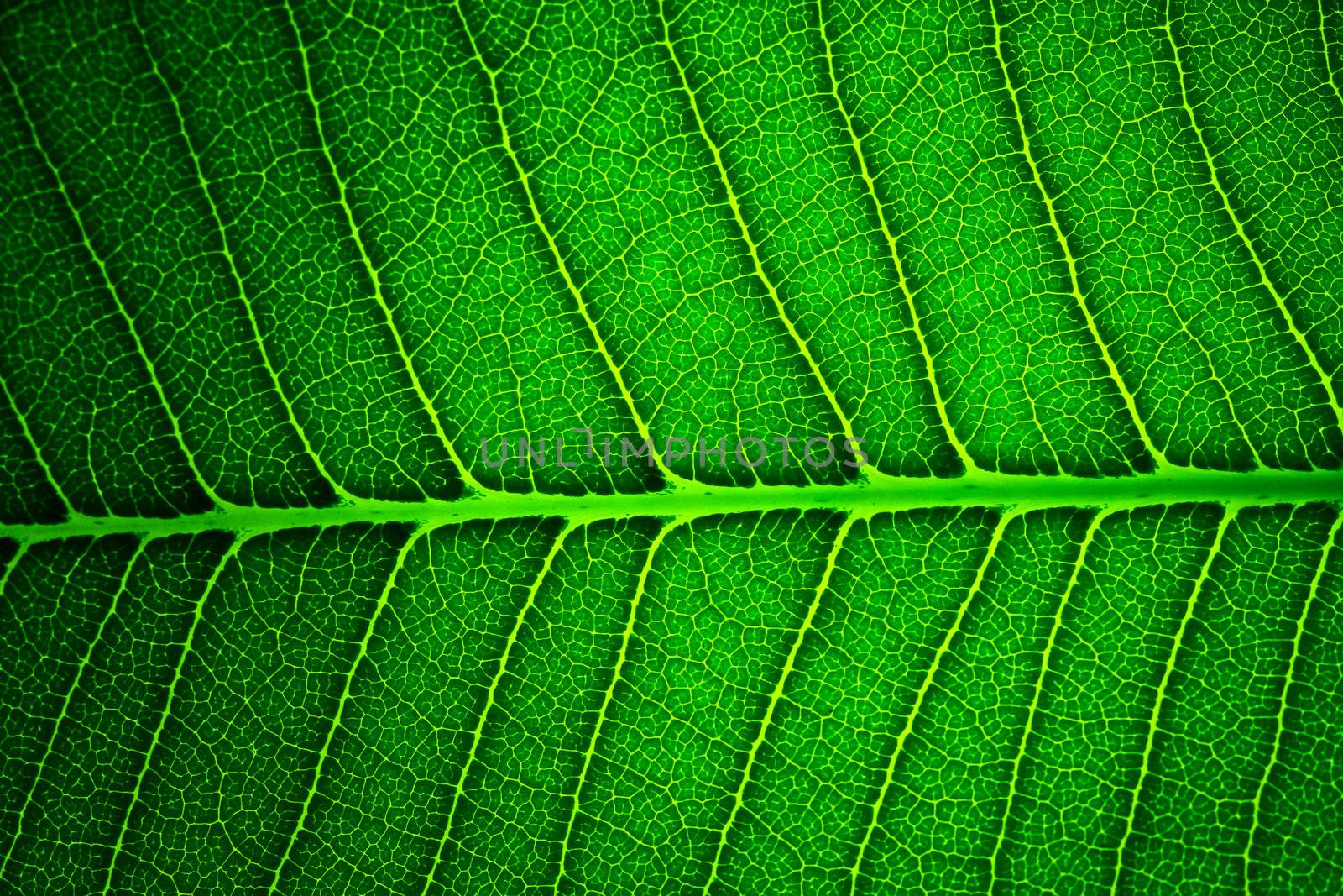 Green leaf background texture by bajita111122