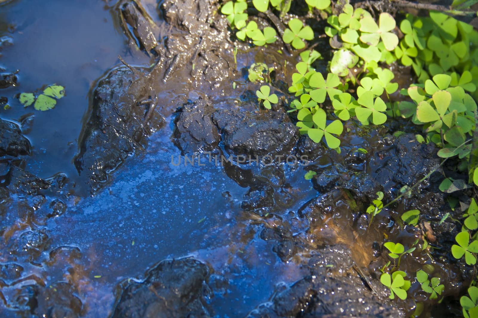 Water contamination in Central America