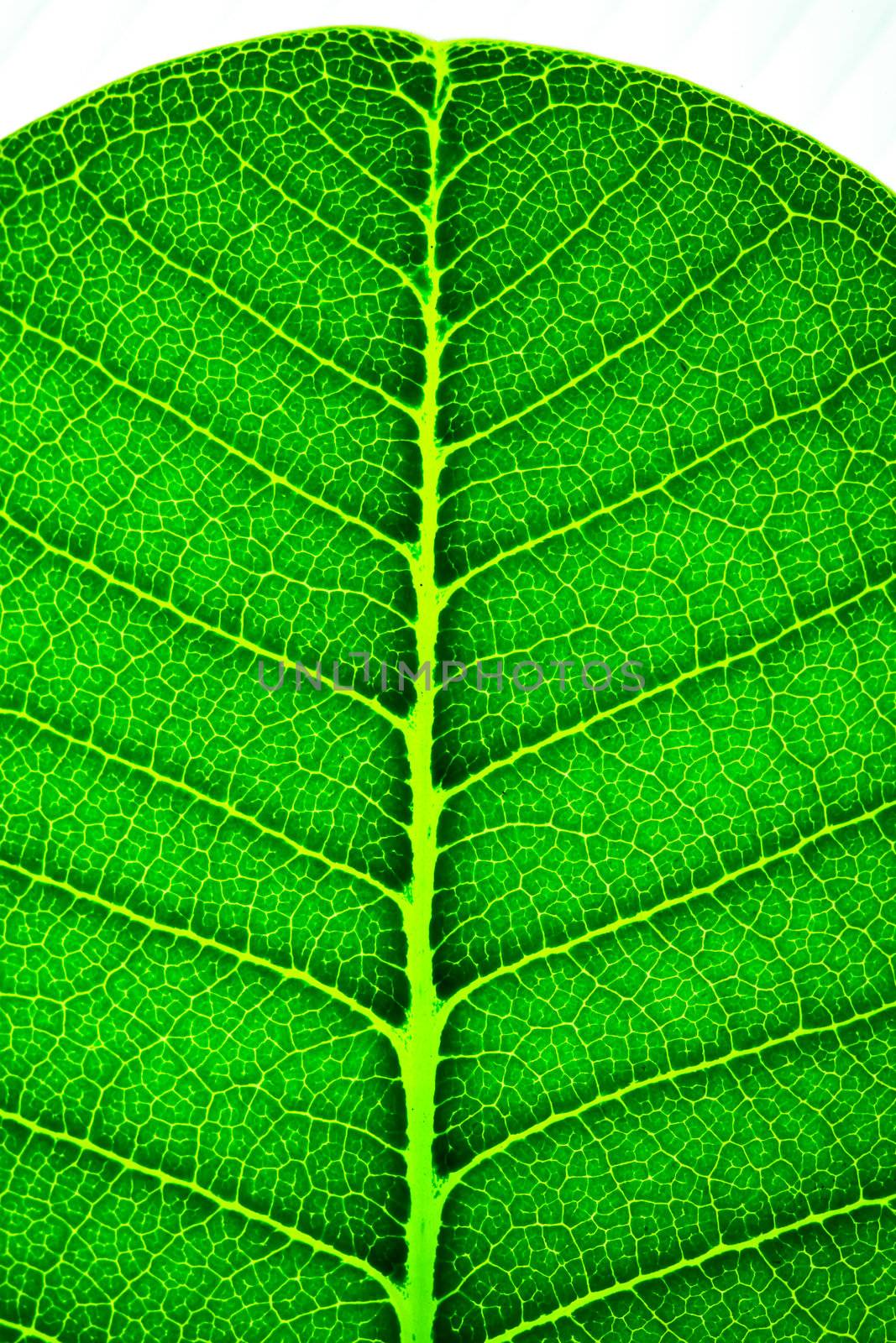 Green leaf background texture by bajita111122
