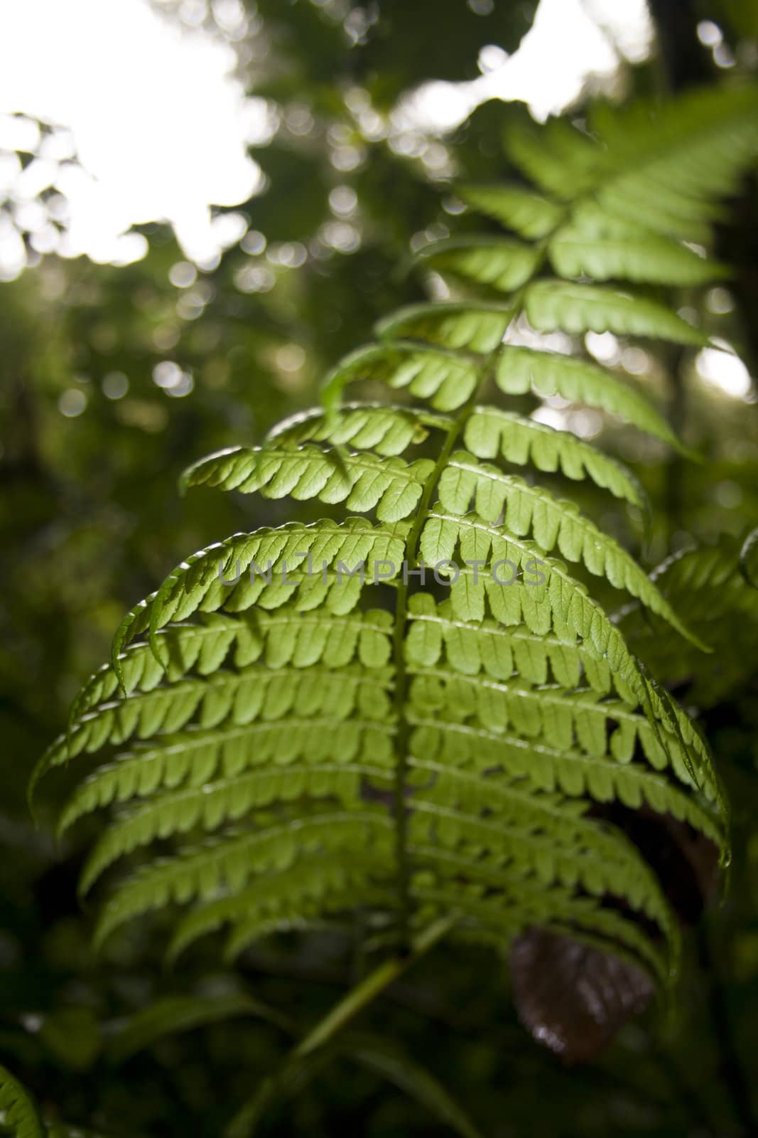 Fern by tilvo