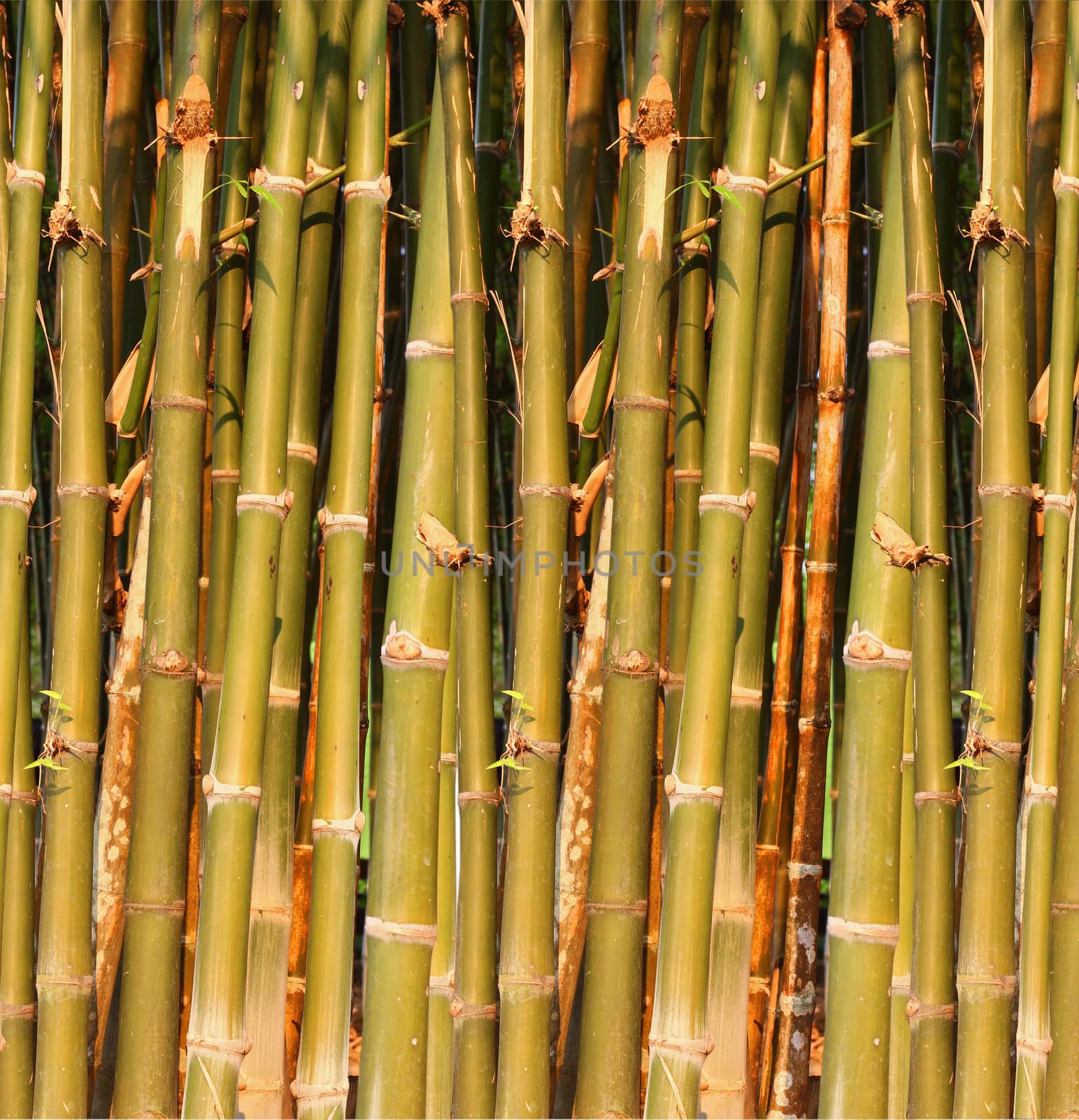 Green bamboo closes – up . by bajita111122