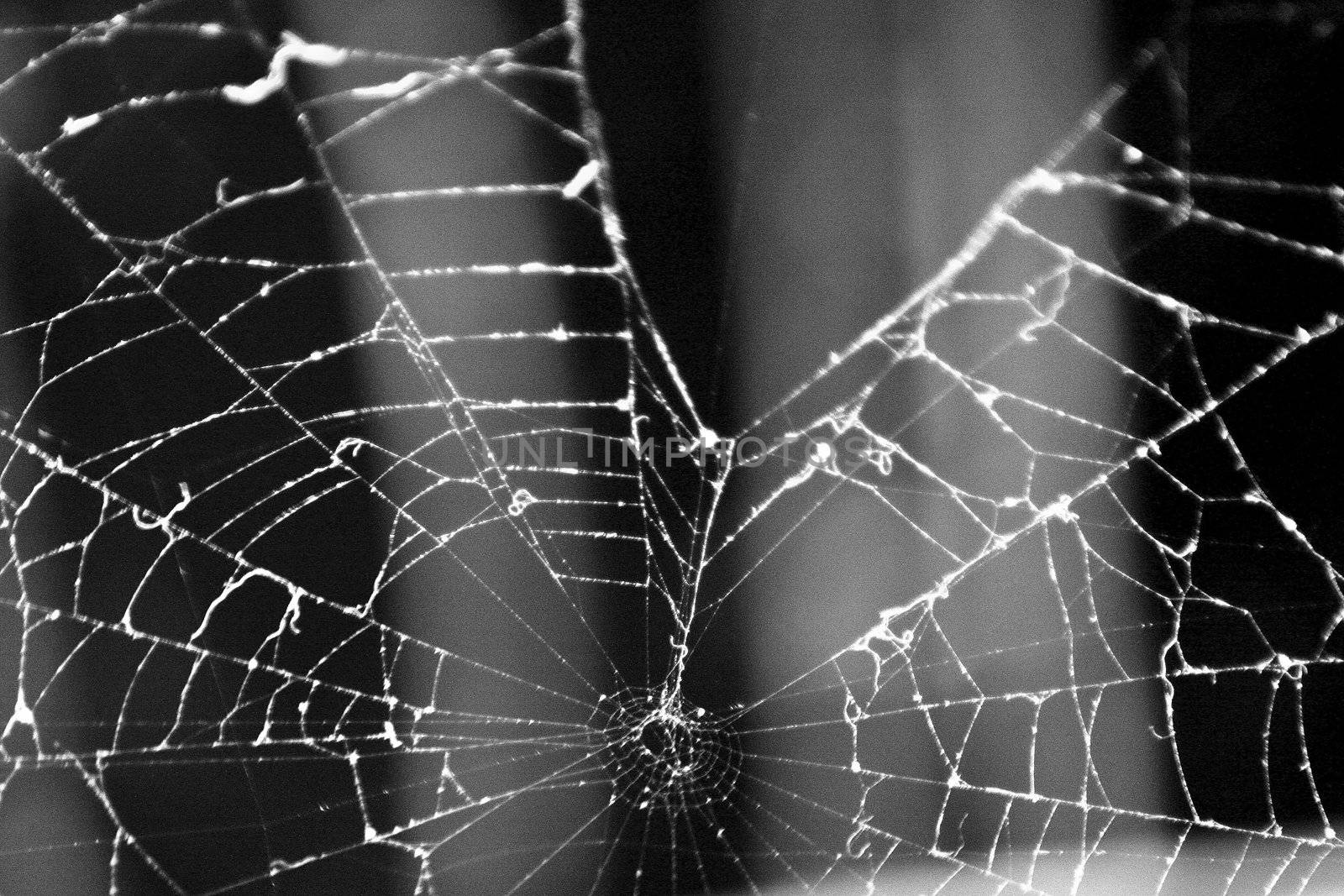Spider Web by tilvo