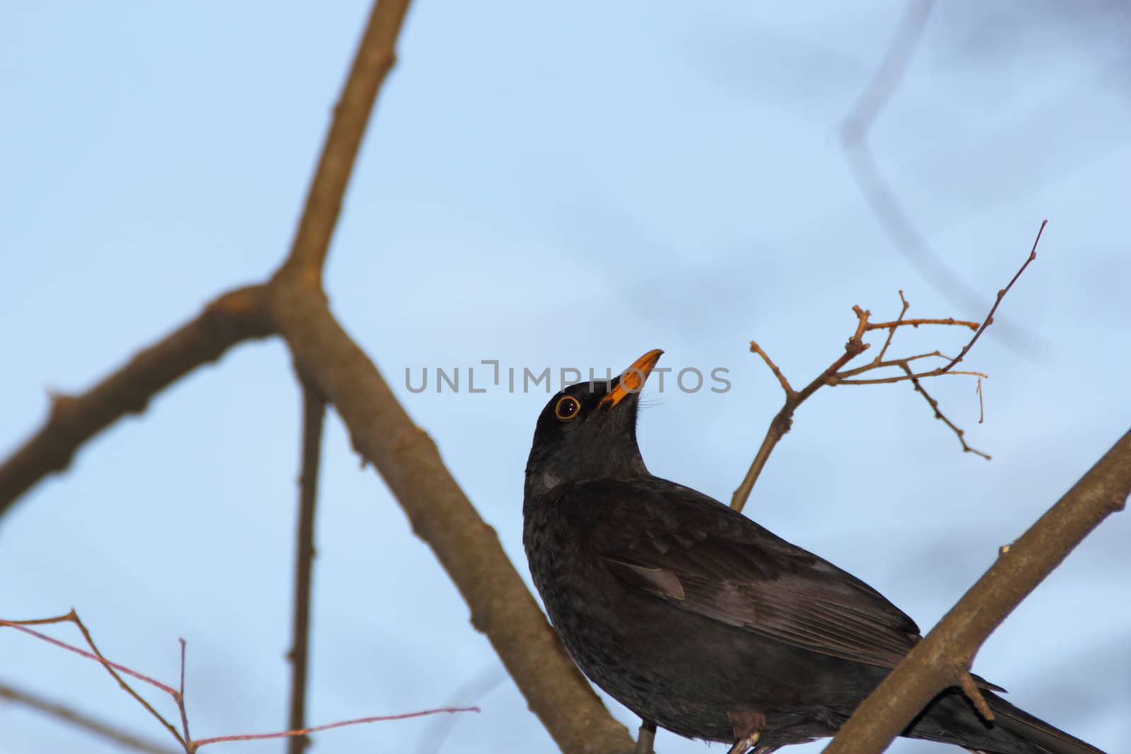 male blackbird standing on a tree singing to mark its territory