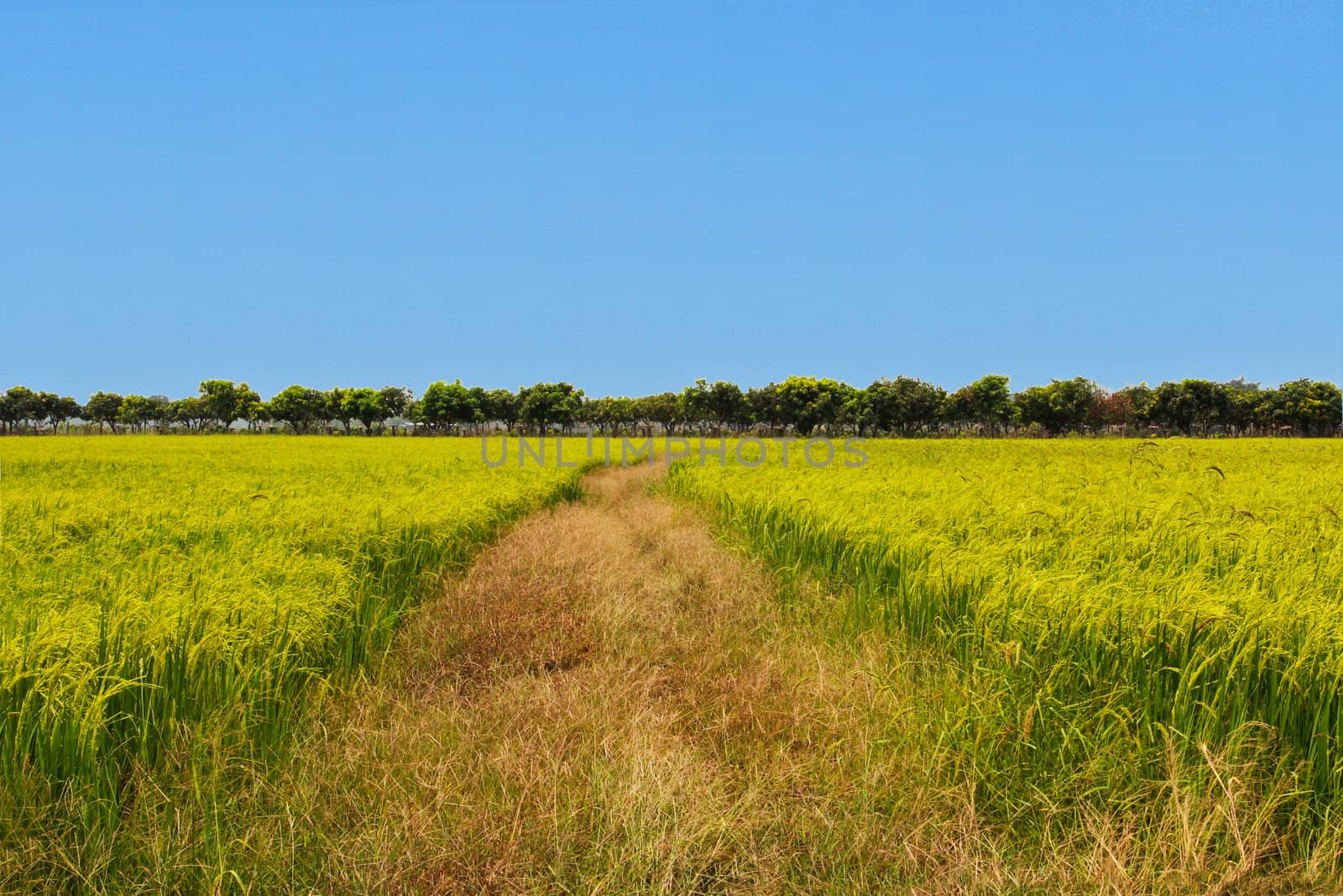 Country road in wheat field by bajita111122
