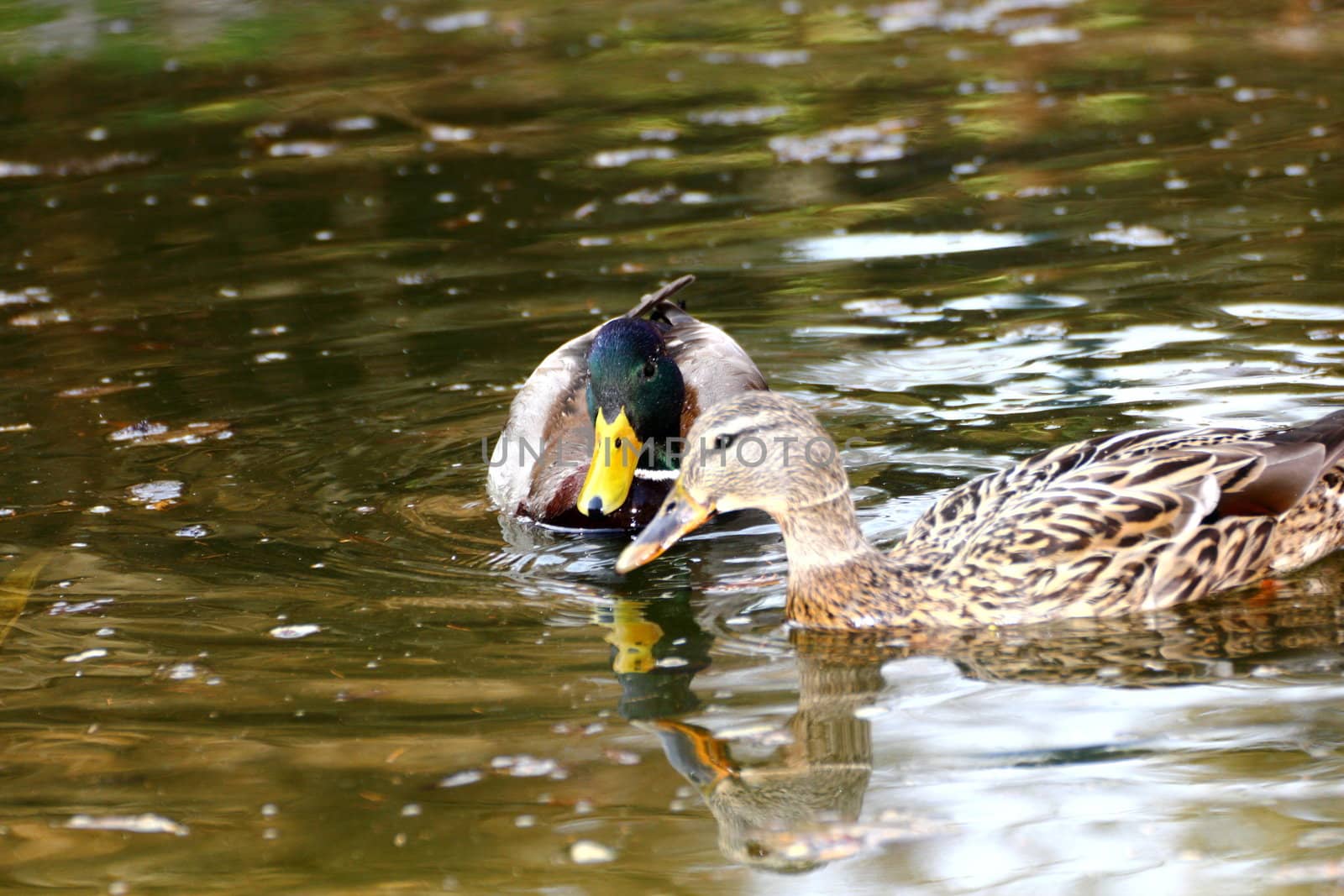 couple of wild ducks swimming together in spring