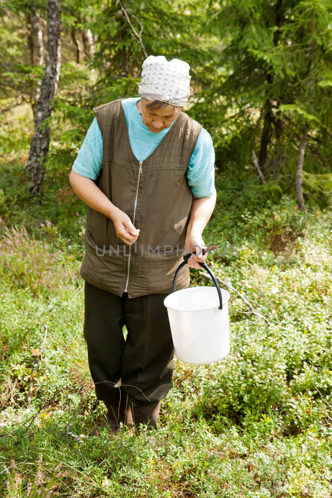 an senior woman walking in the forest and looking for berries and mushrooms