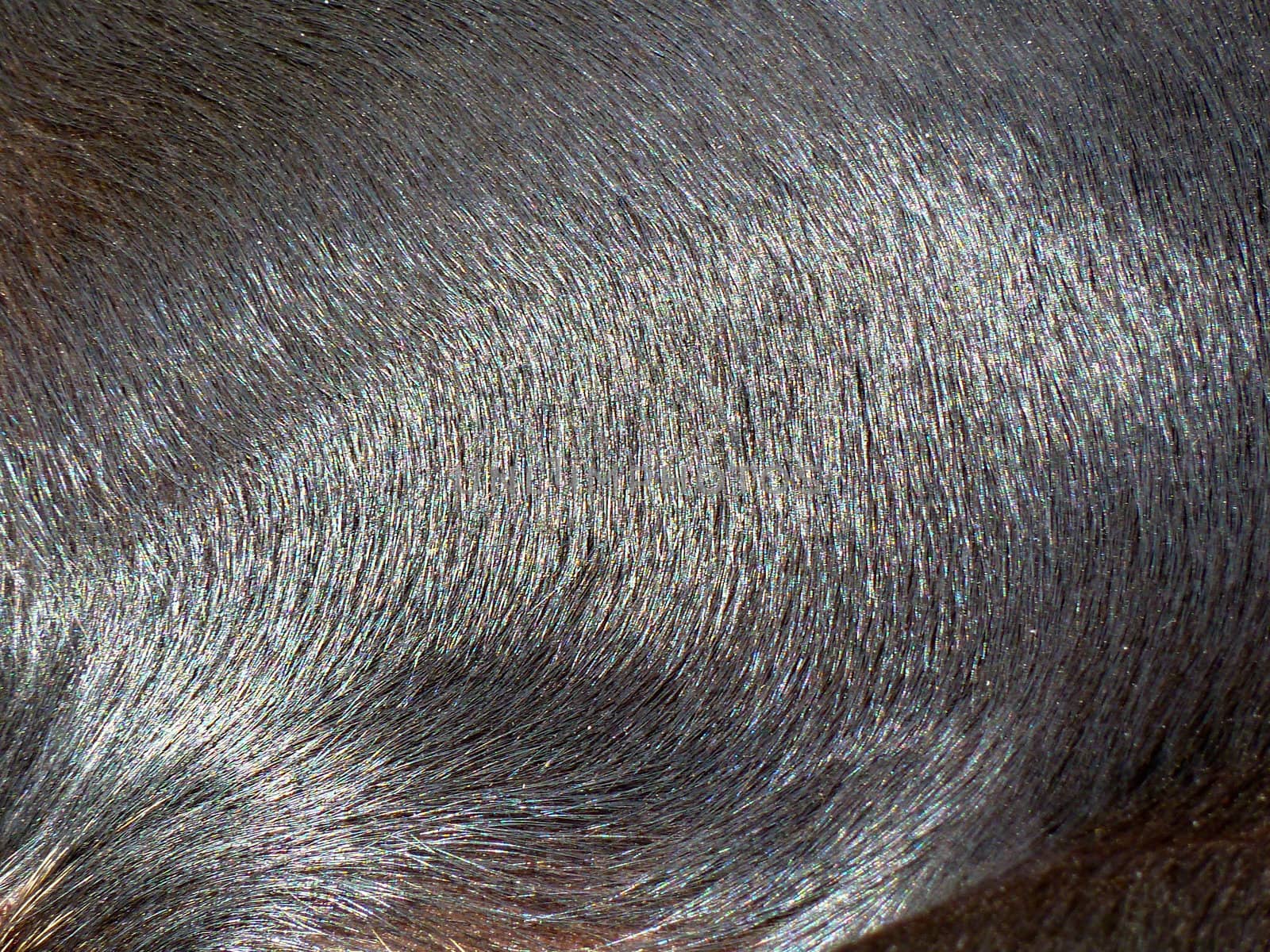 closeup of glossy black dog fur