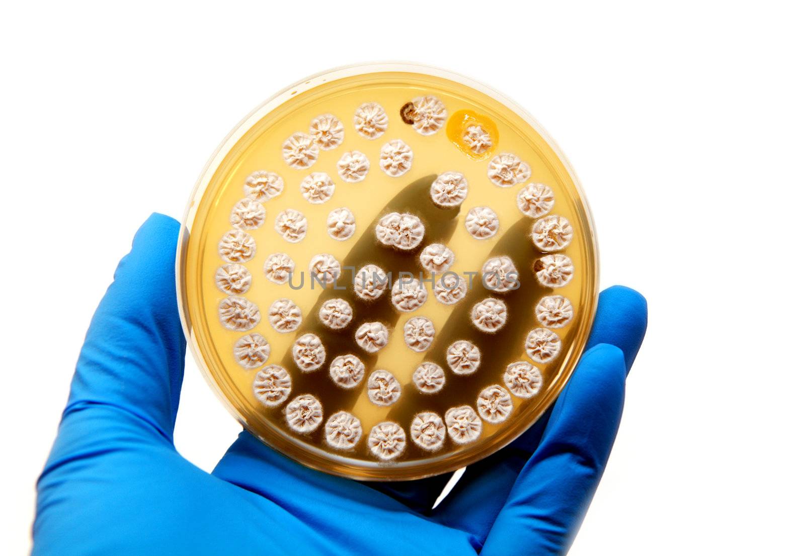 microbiological plate with fungi on white background