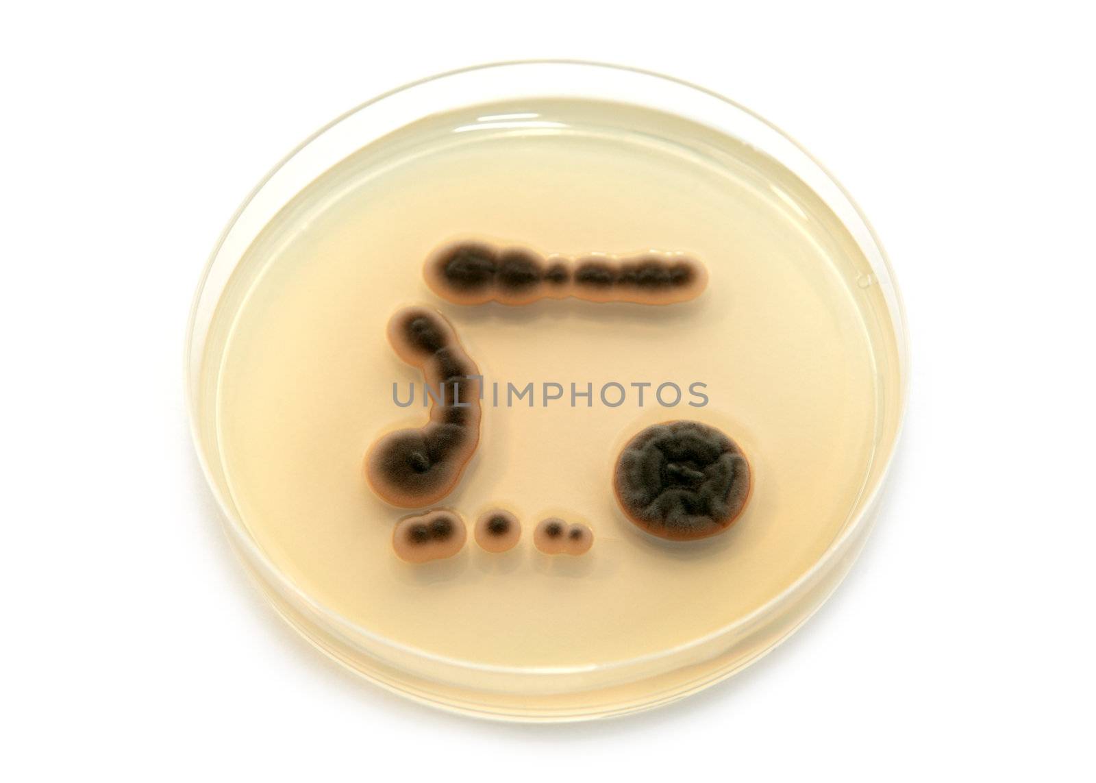 genetically modified microorganisms on agar plate on white background