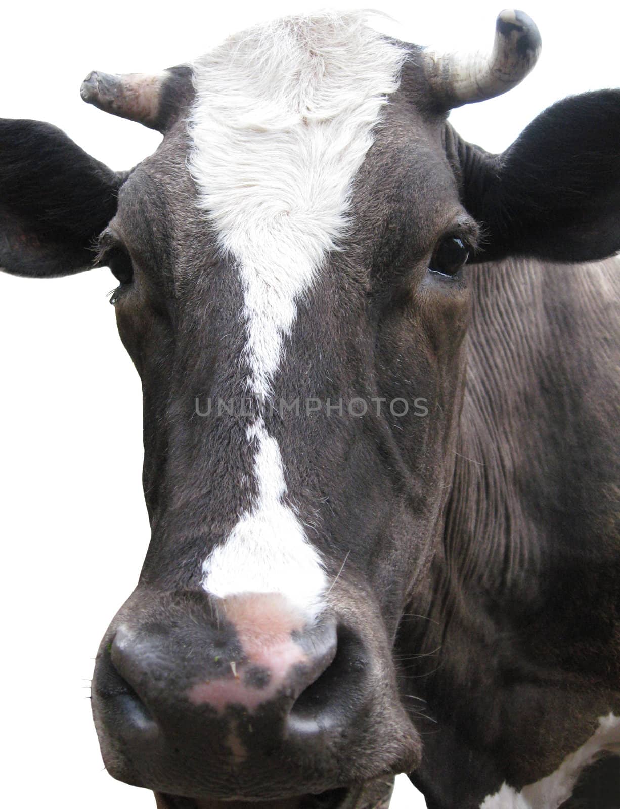 Black-and-white cow on the white background by alexmak
