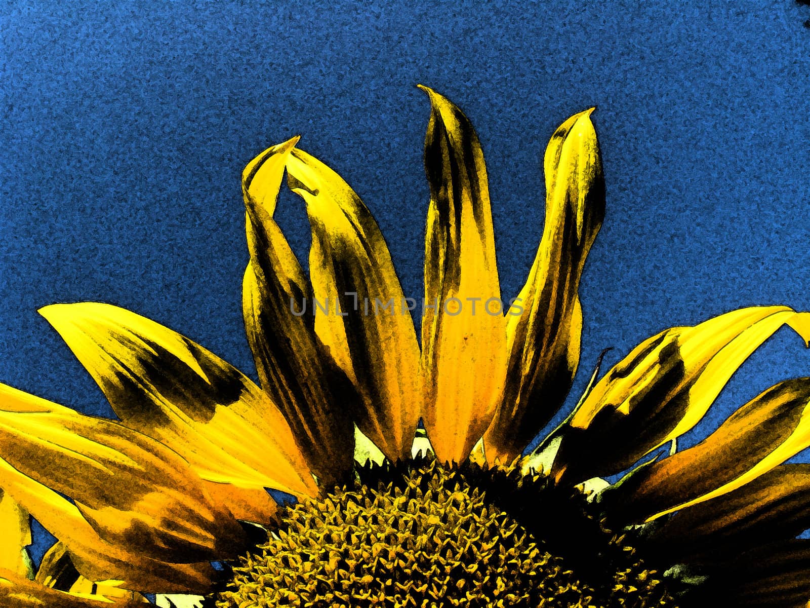 fragment of the beautiful sunflower on the blue sky background by alexmak