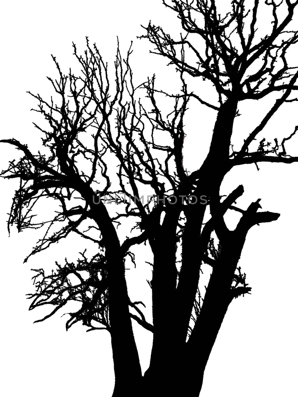 dark silhouette of the tree on the white background