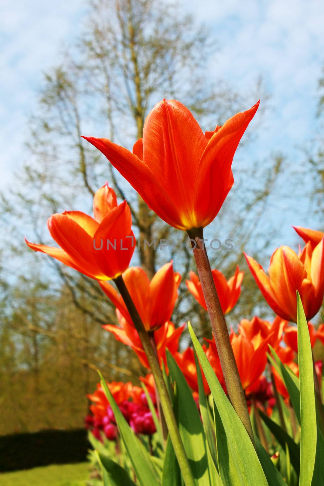 red tulip flowers over blue sky outdoors