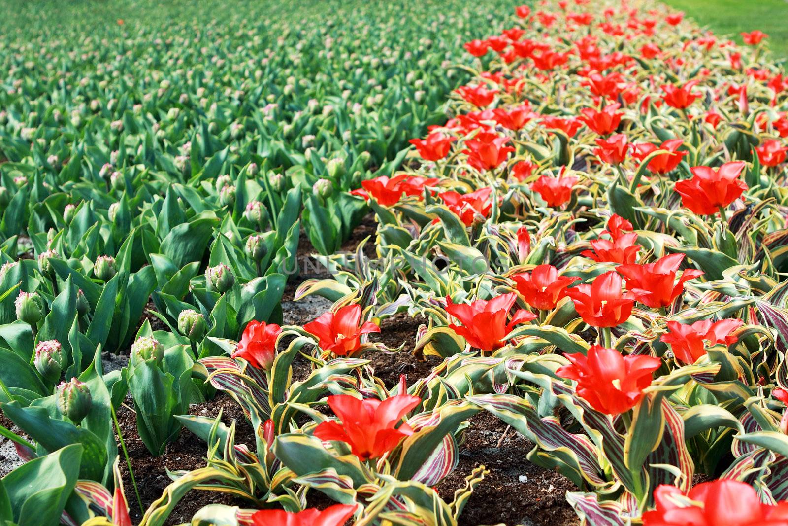 field with many colorful tulips in spring