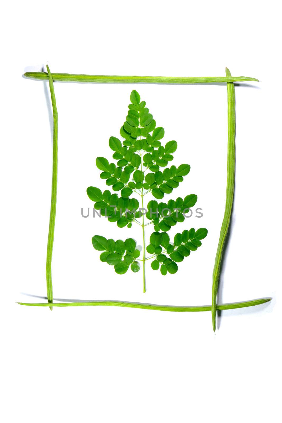 frame drumsticks of moringa oleifera with a branch in it on white background,

