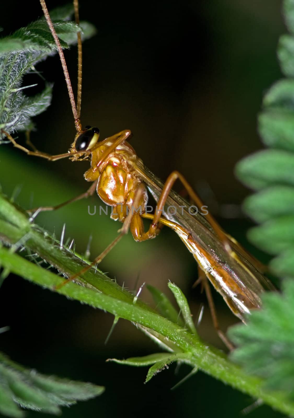 Insect on a leaf by baggiovara