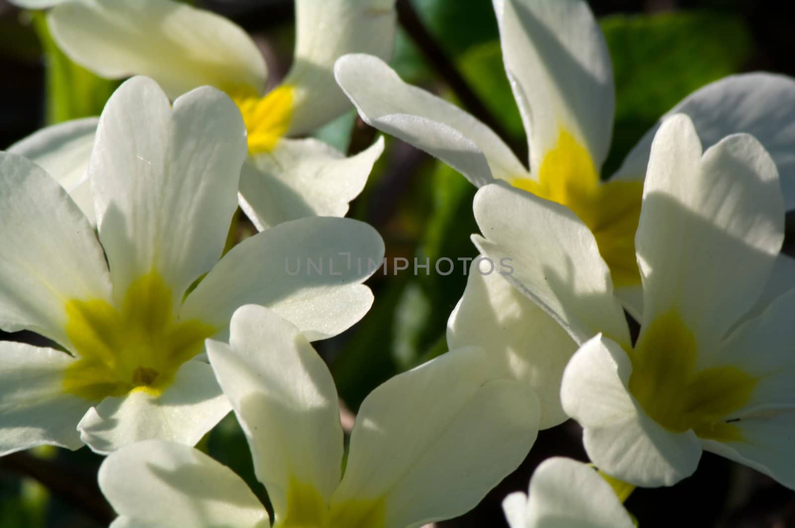 Primula flowers by baggiovara