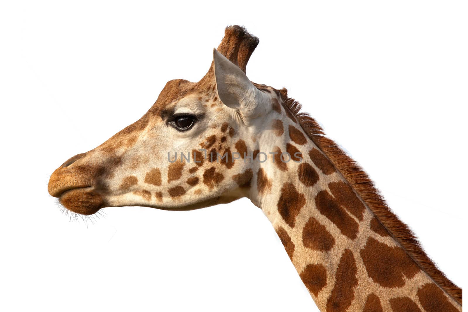 Giraffe Head Shot Profile Close Up by scheriton