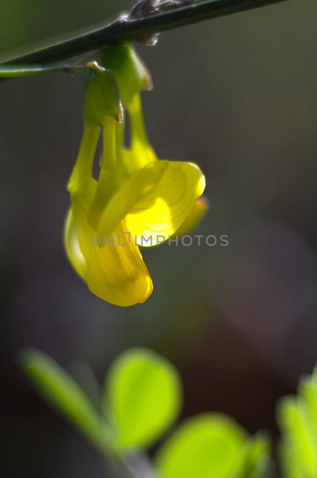 Yellow flower by baggiovara