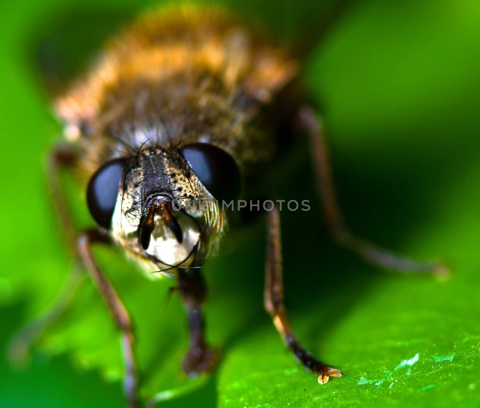 Fly on a leaf by baggiovara