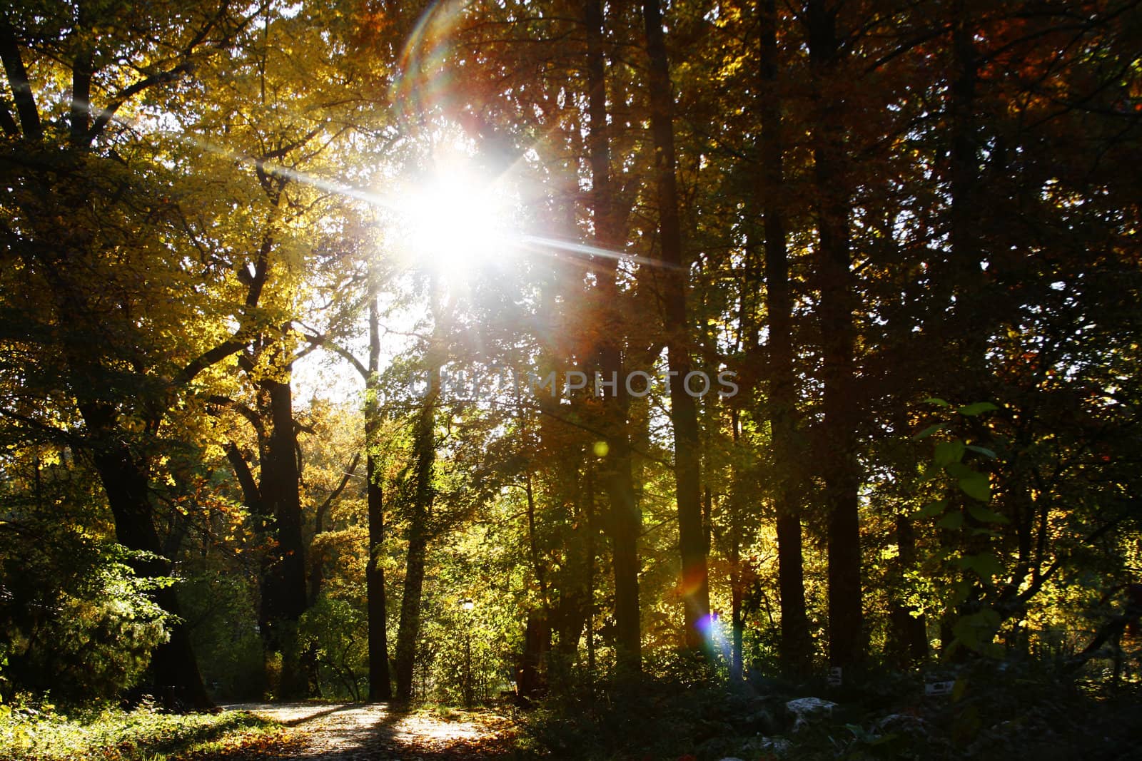 Tree trunks in forest with sun rays shining and lens flare