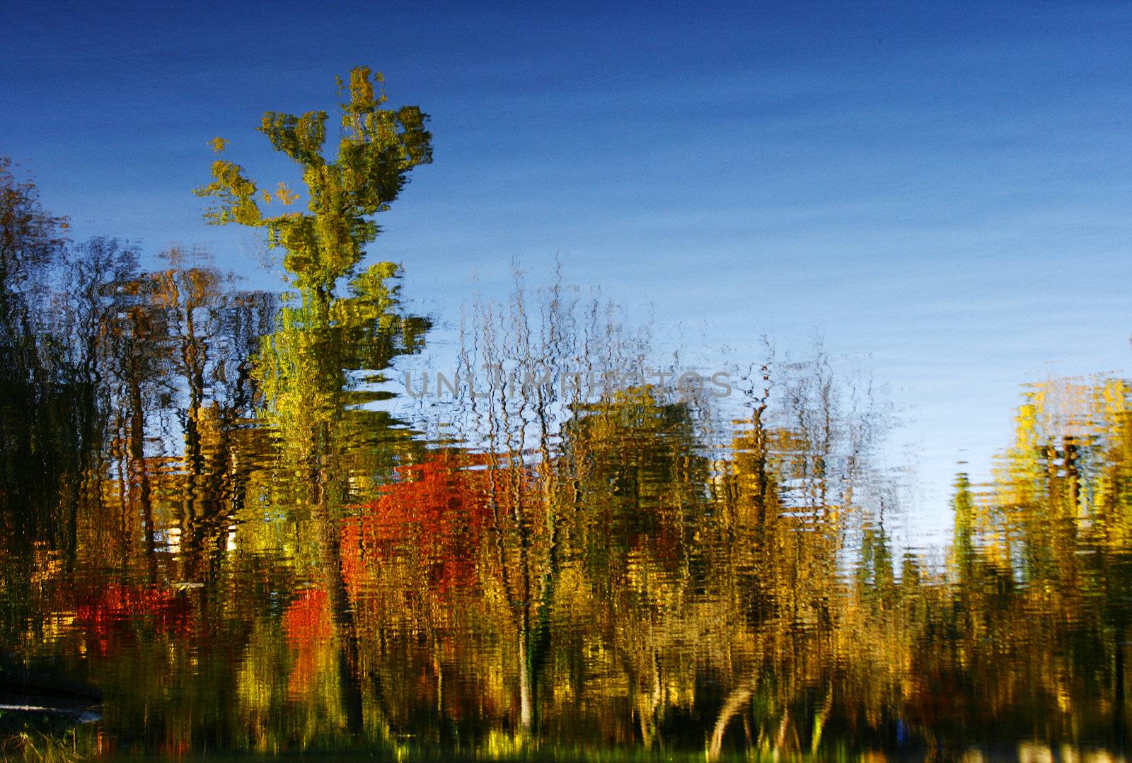 Red autumn trees reflecting in water by cristiaciobanu