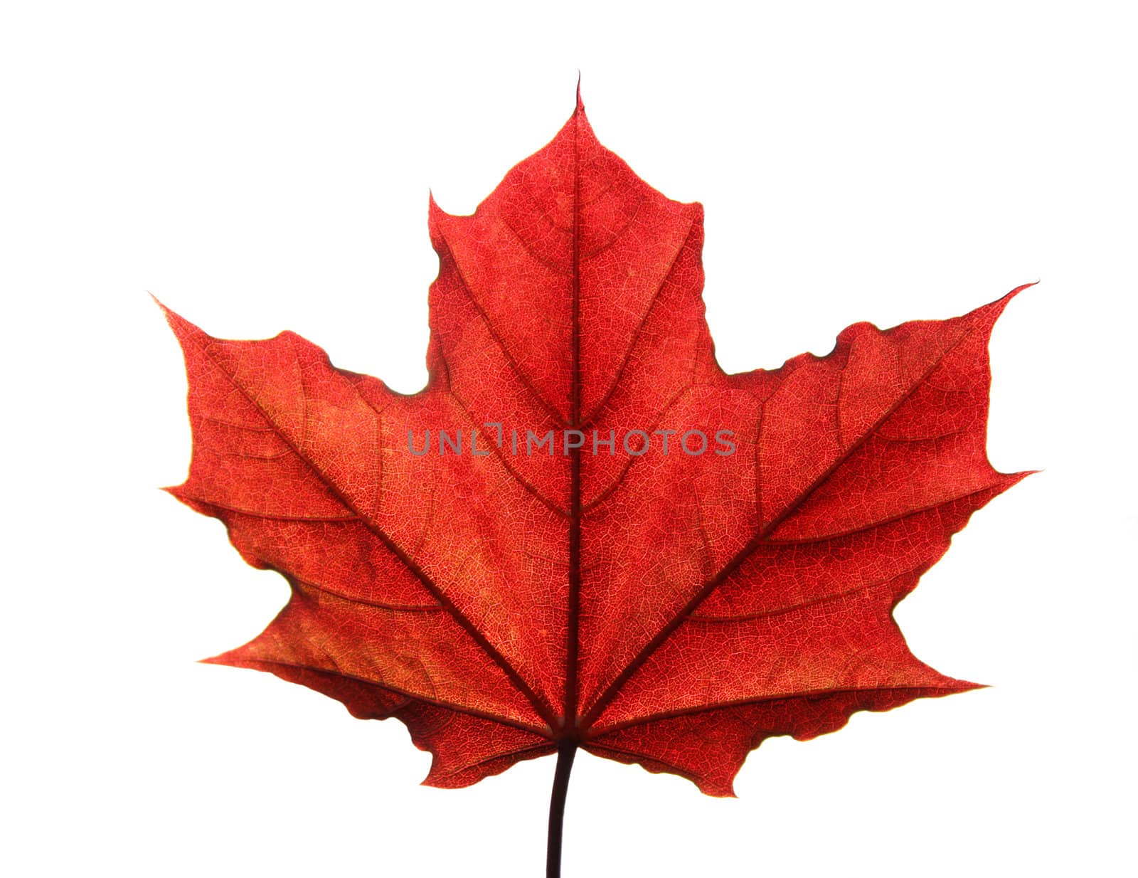 Red autumn leaf isolated on white background with workpath