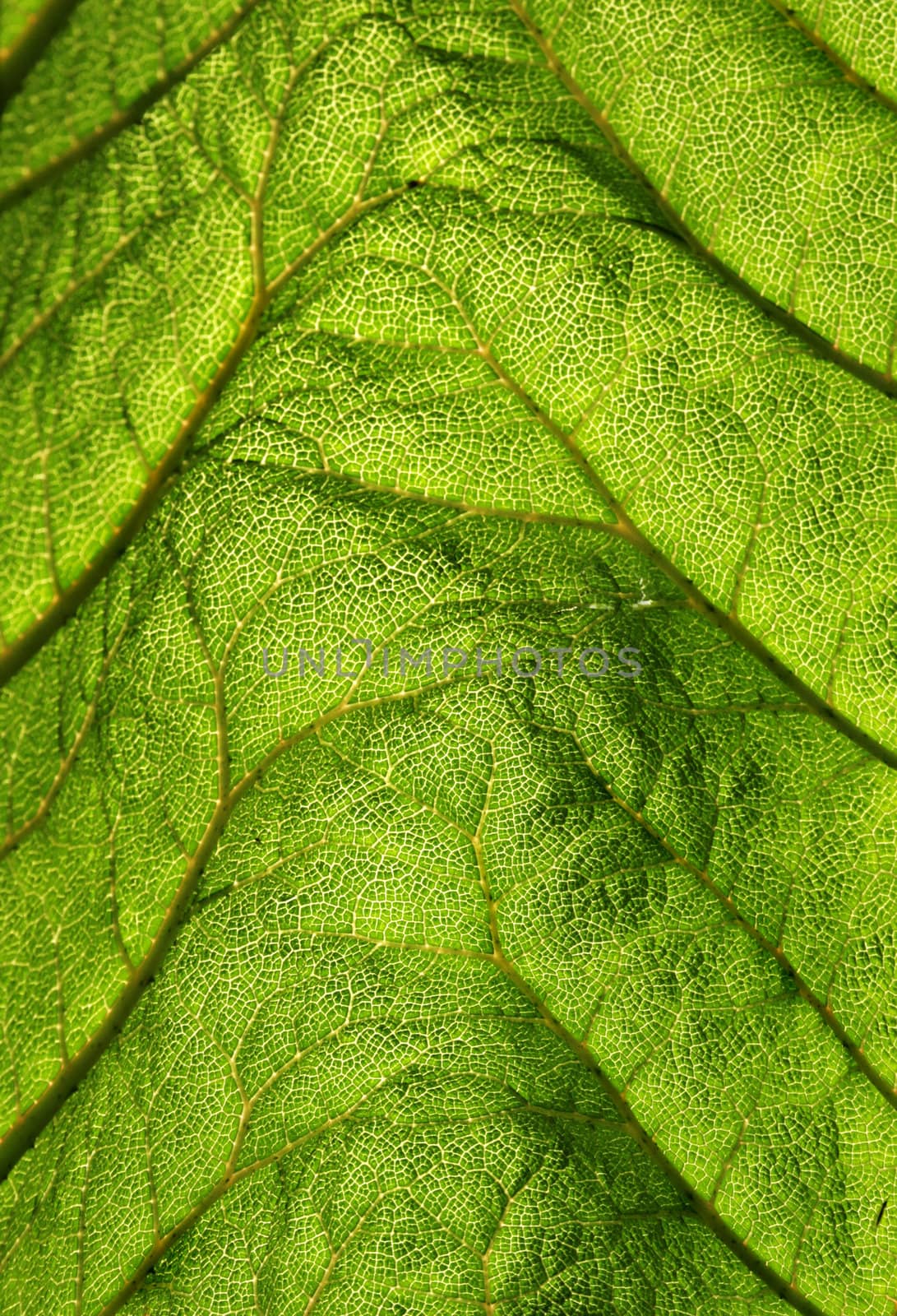 Green fresh leaf with backlightning